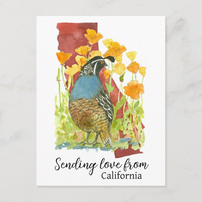 Carte Postale Envoi d'amour à partir des cailles de Californie (Devant)