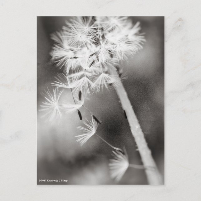 Carte Postale Envoi de souhaits (Devant)