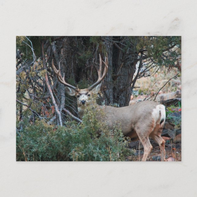 Carte Postale Éperon de cerf de Mule (Devant)