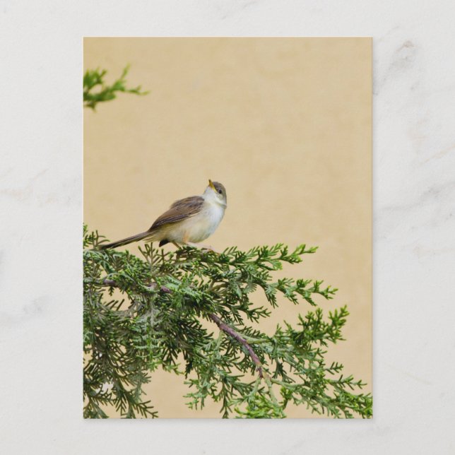Carte Postale Épervier (Devant)