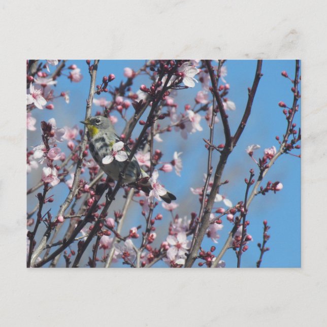 Carte postale - Épervier au printemps (Devant)