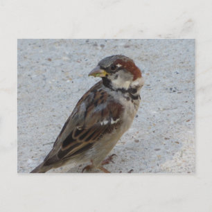 Carte Postale Épervier mâle