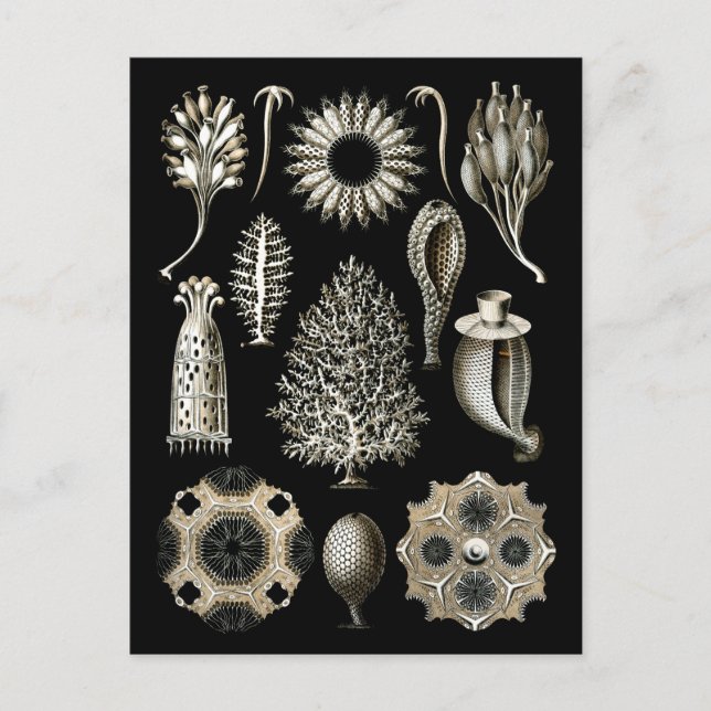 Carte Postale Éponges calcaires (Devant)