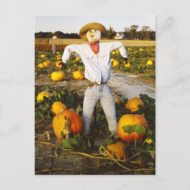 Carte Postale Épouvantail d'Halloween en champ citrouille (Devant)
