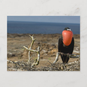Carte Postale Équateur, Galapagos, Île Genovesa. Prince