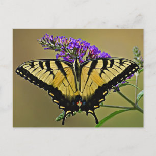 Carte Postale équilibre