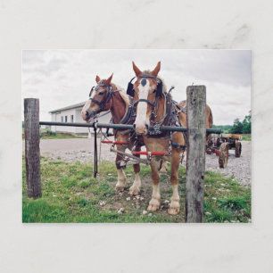 Carte Postale Équipe Amish à Hitching Post
