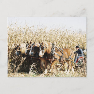 Carte Postale Équipe Amish Récolte du maïs