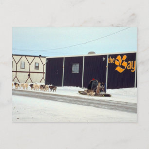 Carte Postale Équipe de chiens à la baie, Churchill, Manitoba