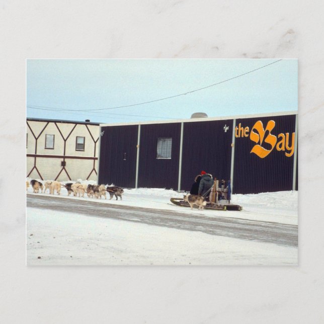 Carte Postale Équipe de chiens à la baie, Churchill, Manitoba (Devant)