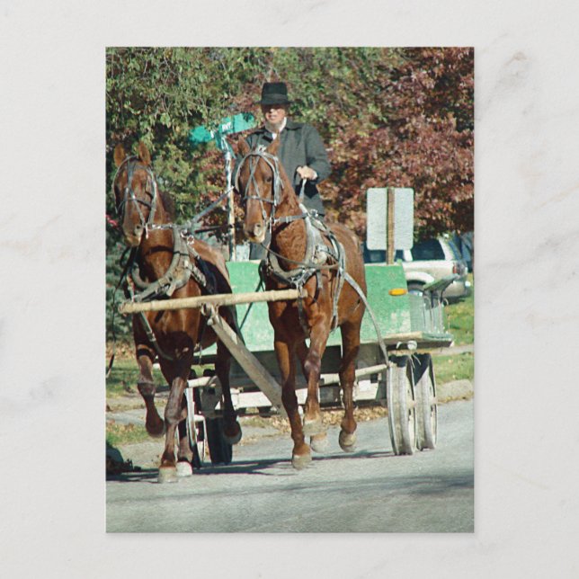 Carte Postale Équipe de deux chevaux (Devant)