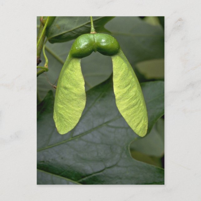 Carte Postale Érable à sucre (acer saccharum) (Devant)