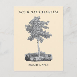 Carte Postale Érable à sucre avec illustration vintage