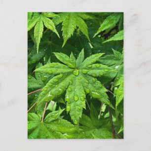 Carte Postale Érable au printemps