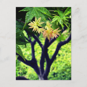 Carte Postale Érable au printemps