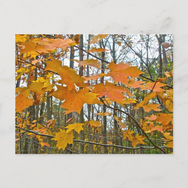 Carte Postale Érable d'automne (Devant)