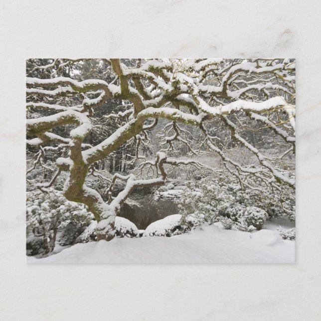 Carte Postale Érable japonais couvert de neige (Devant)
