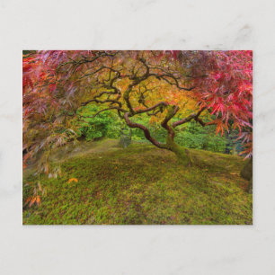 Carte Postale Érable japonais en couleur d'automne