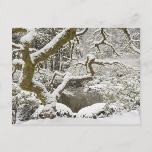 Carte Postale Érable japonais enneigé