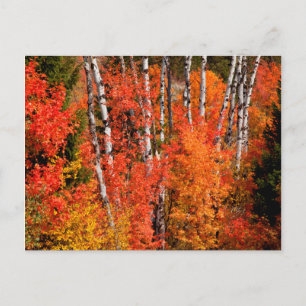 Carte Postale Érable Rouge (Acer Rubra) Et Trembles
