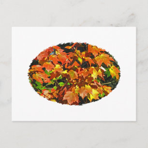 Carte Postale Érable rouge (automne)