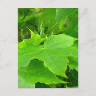 Carte Postale Érable vert