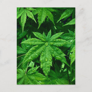 Carte Postale Érable VERT au printemps