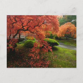 Carte Postale Érables japonais dans un jardin japonais en