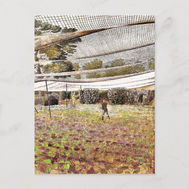 Carte Postale Eric Ravilit, Strawberry Nets, (Devant)