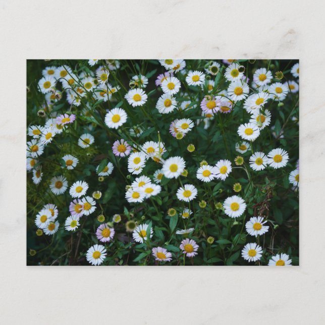 Carte postale Erigeron Daisies (Devant)
