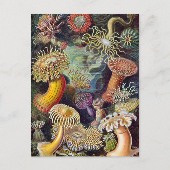 Carte Postale Ernst Haeckel - Actiniae (Devant)