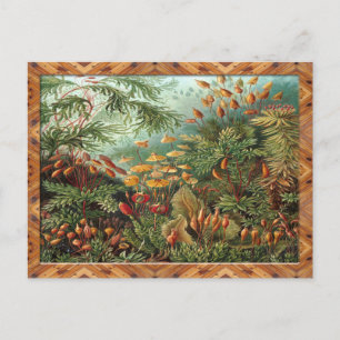 Carte Postale Ernst Haeckel Art Imprimer : Muscinae