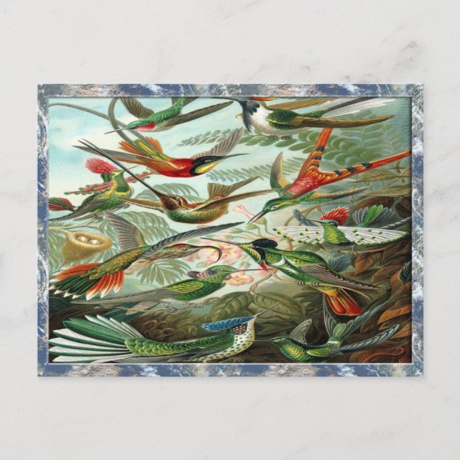 Carte Postale Ernst Haeckel Art Imprimer : Trochilidae (Devant)