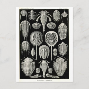 Carte Postale Ernst Haeckel Aspidonia
