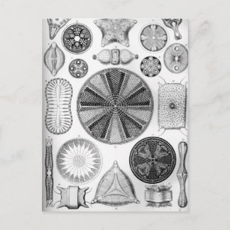 Carte Postale Ernst Haeckel Diatomea