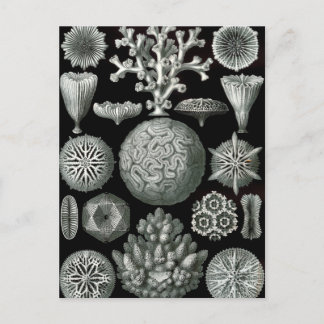 Carte Postale Ernst Haeckel Hexacorallia Coral