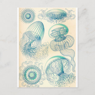 Carte Postale Ernst Haeckel   Leptomedusa   Les hydroïdes