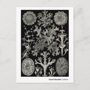 Carte Postale Ernst Haeckel Lichens