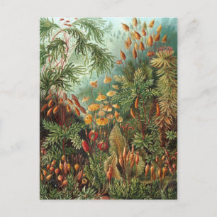 Carte Postale Ernst Haeckel - Muscinae