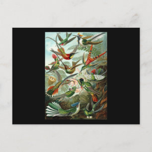 Carte Postale Ernst Haeckel Trochilidae