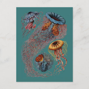 Carte Postale Ernst Haeckel's Disco Medusae