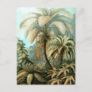 Carte postale Ernst Haeckel's Filicinae (Tree Fern