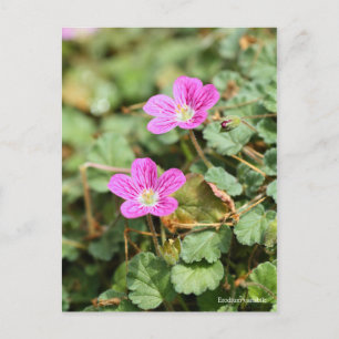 Carte Postale Erodium variabile [Carte postale] ポ ー ド カ