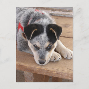 Carte Postale Erreur de chiot