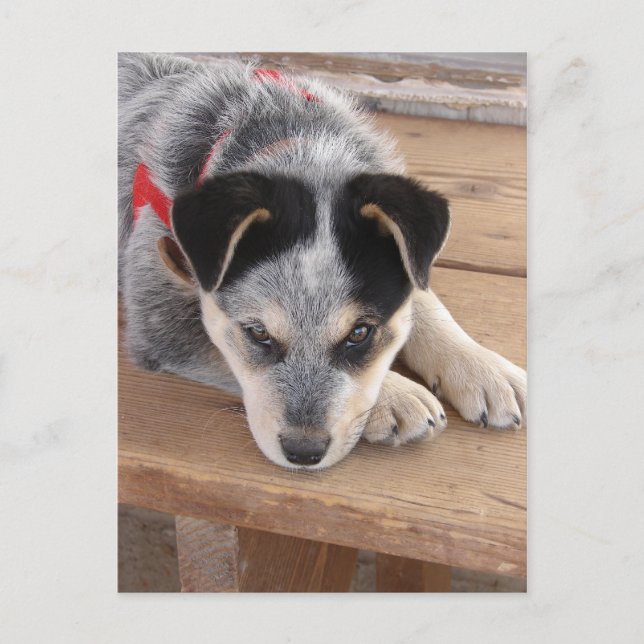 Carte Postale Erreur de chiot (Devant)