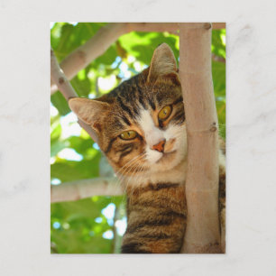 Carte Postale Escalade de chats d'un arbre