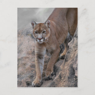 Carte Postale escalade de lion de montagne