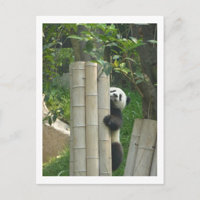 Carte Postale Escalade de panda (Devant)
