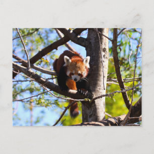 Carte Postale Escalade Red Panda en bas de l'arbre
