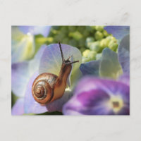 Escargot